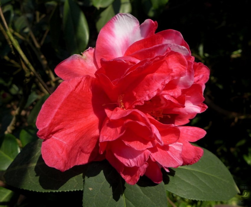 P1310852-.jpg
