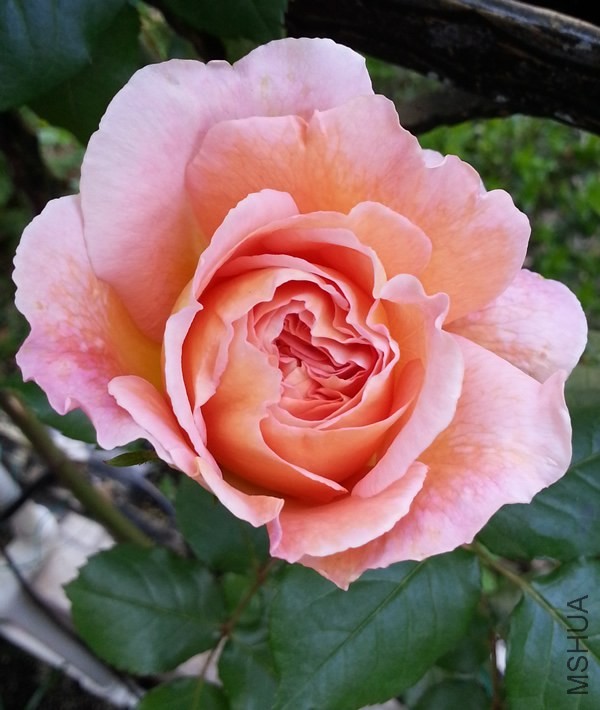 �ǲ�����20140430B.jpg
