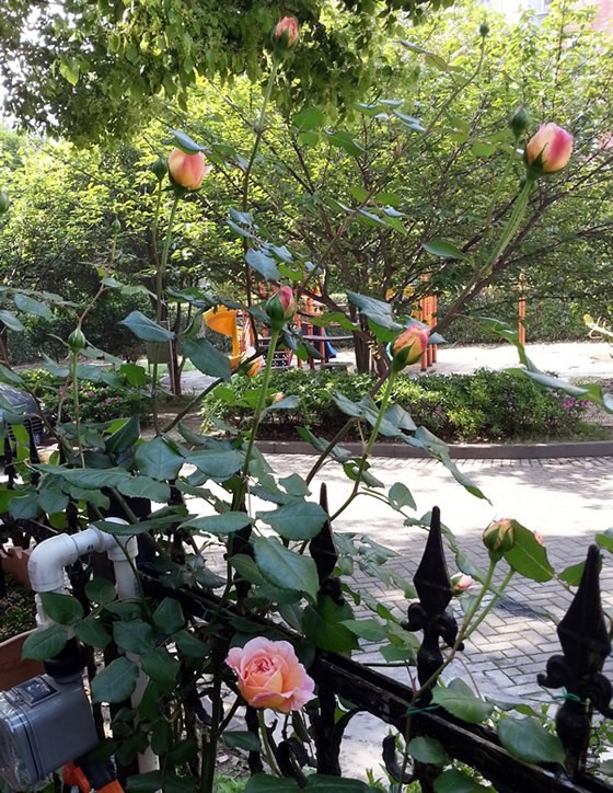 �ǲ�����20140430A.jpg