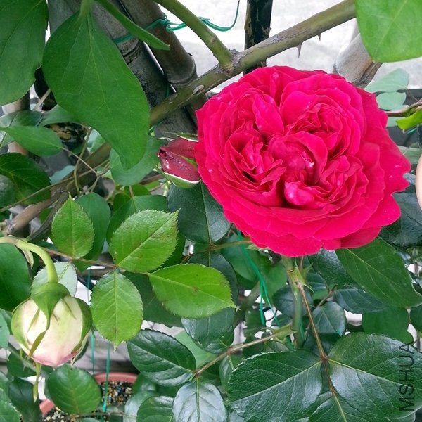 ��ɫ��ɳ��ʯ20140430A.jpg