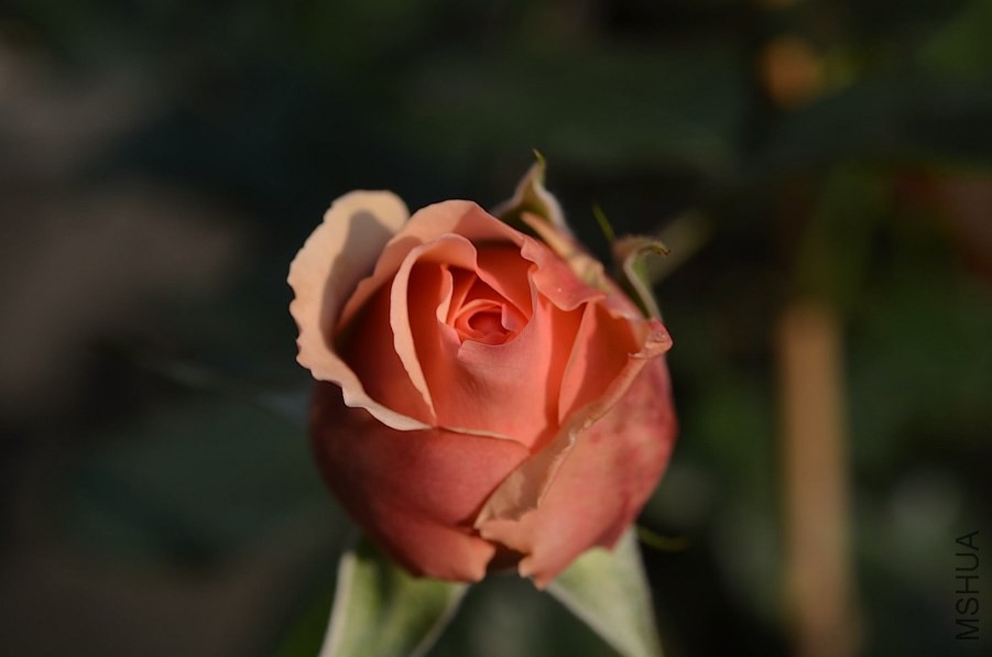��������20140429 007.JPG