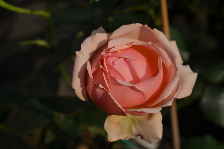��������20140429 009.JPG