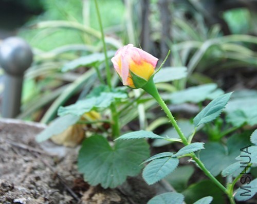 DSC_4845_����.jpg