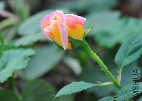 DSC_4848_����.jpg