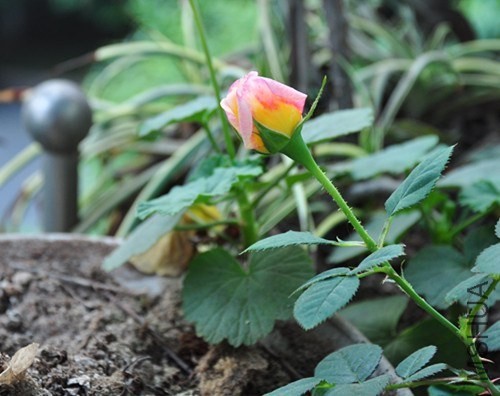DSC_4846_����.jpg