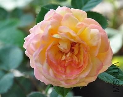 DSC_4850_����.jpg