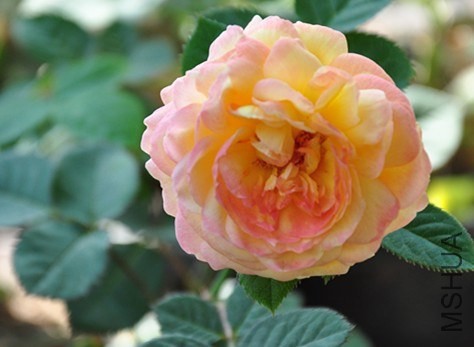 DSC_4849_����.jpg