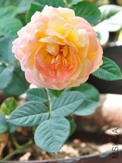 DSC_4851_����.jpg