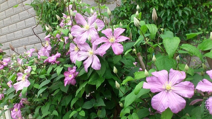 DSC_1756.JPG