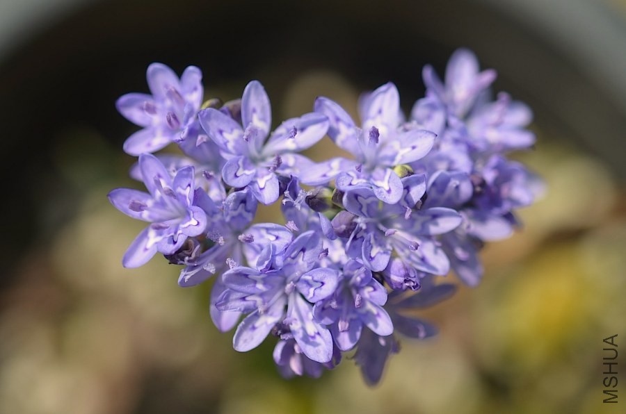 ������ lapeirousia corymbosa 20140430 002.JPG