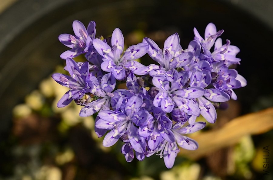 ������ lapeirousia corymbosa 20140430 003.JPG