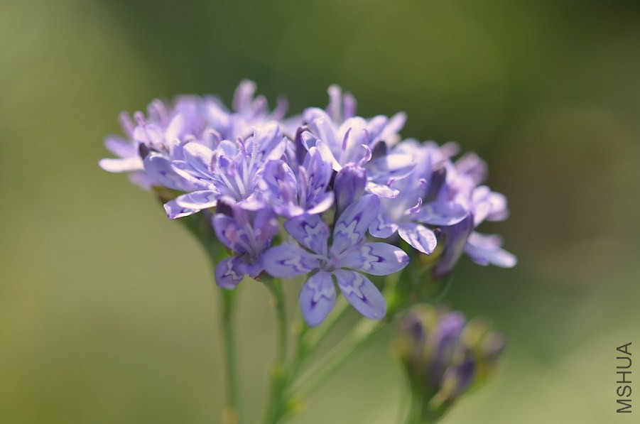 ������ lapeirousia corymbosa 20140430 004.JPG