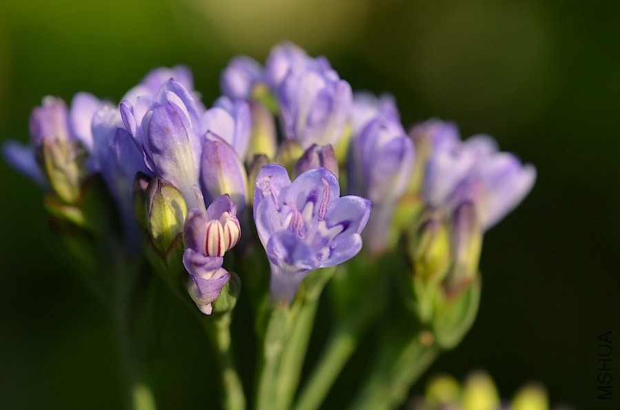 ������ lapeirousia corymbosa 20140429 002.JPG