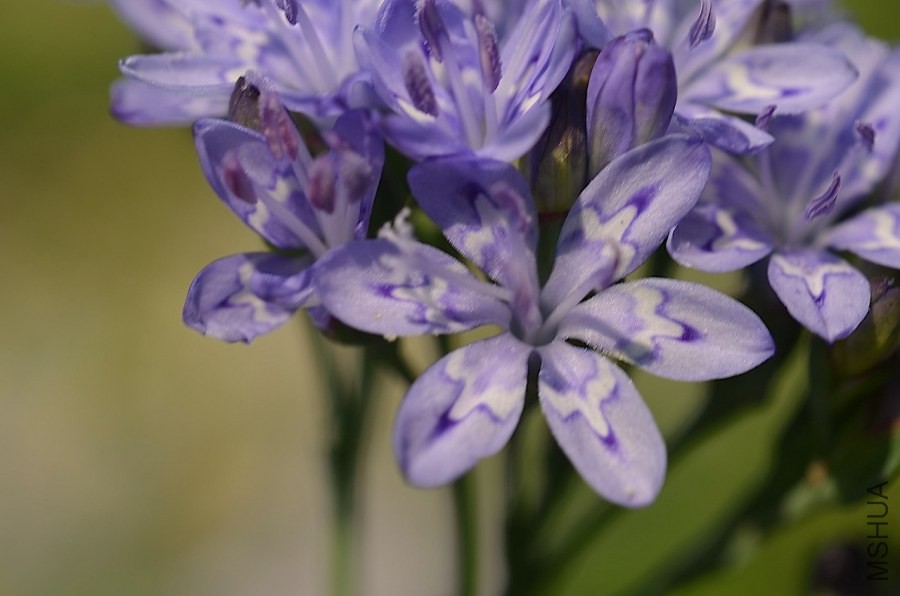 ������ lapeirousia corymbosa 20140430 005.JPG