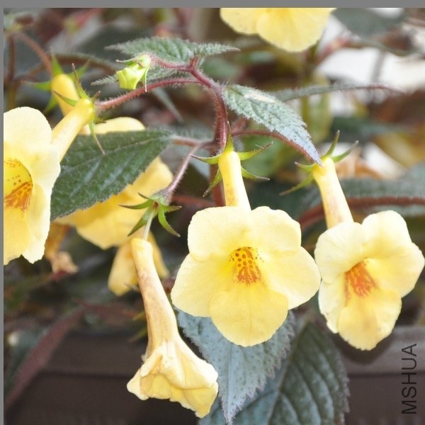 ��Ͳ yellow beauty.JPG