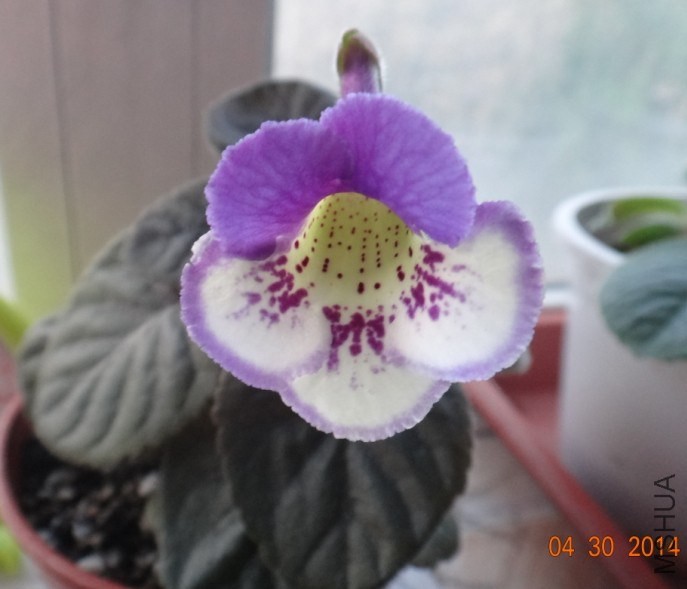 QQͼƬ20140430183751.jpg