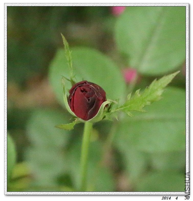 2014043005.jpg
