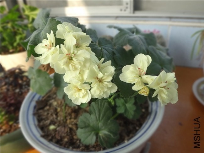 DSC02385_����.jpg