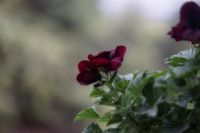 nEO_IMG_DSC00240.jpg