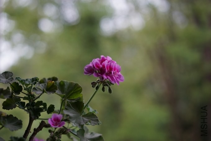 nEO_IMG_DSC00242.jpg