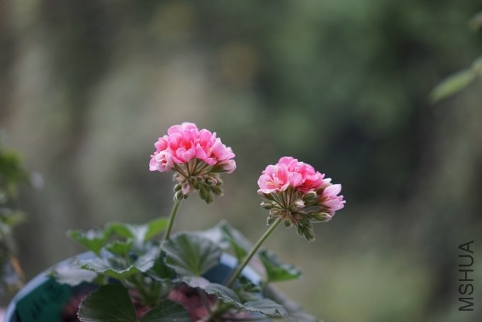 nEO_IMG_DSC00253.jpg