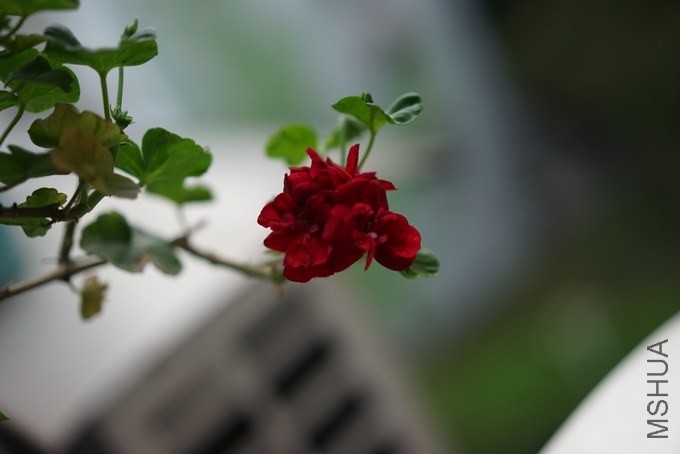 nEO_IMG_DSC00258.jpg