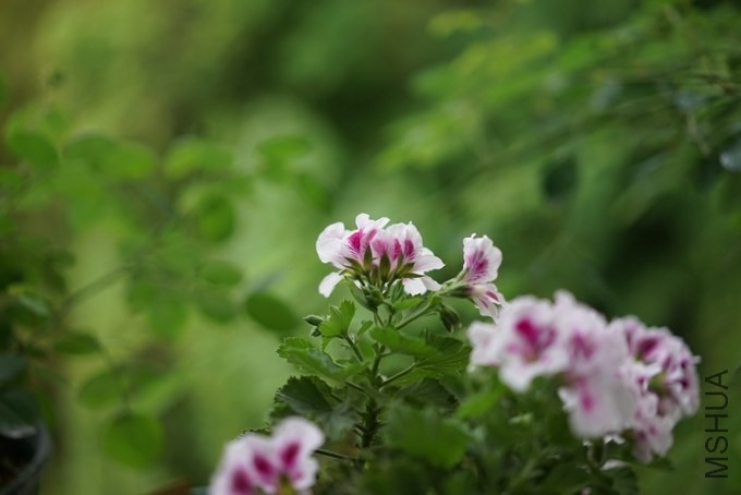 nEO_IMG_DSC00396.jpg