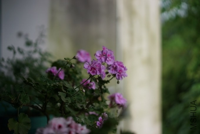 nEO_IMG_DSC00398.jpg
