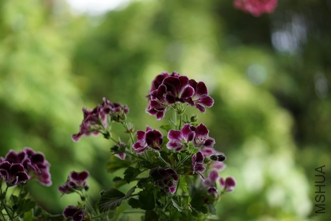 nEO_IMG_DSC00408.jpg