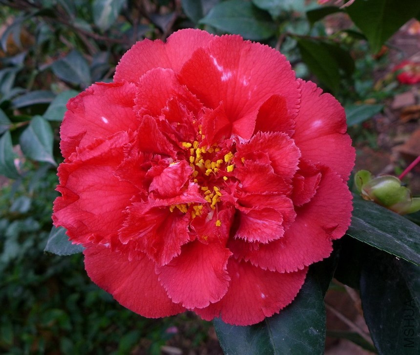 P1450391-.jpg
