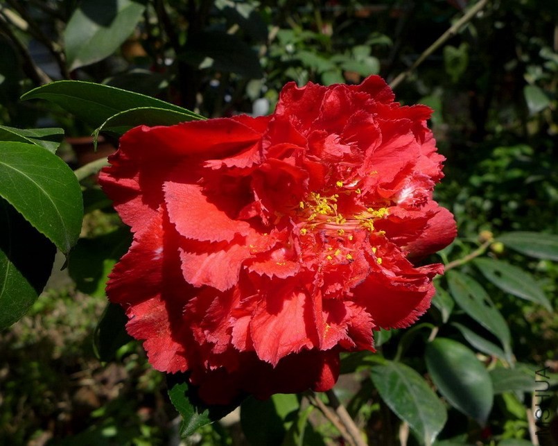 P1470071-.jpg