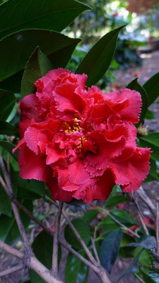 P1500819-.jpg
