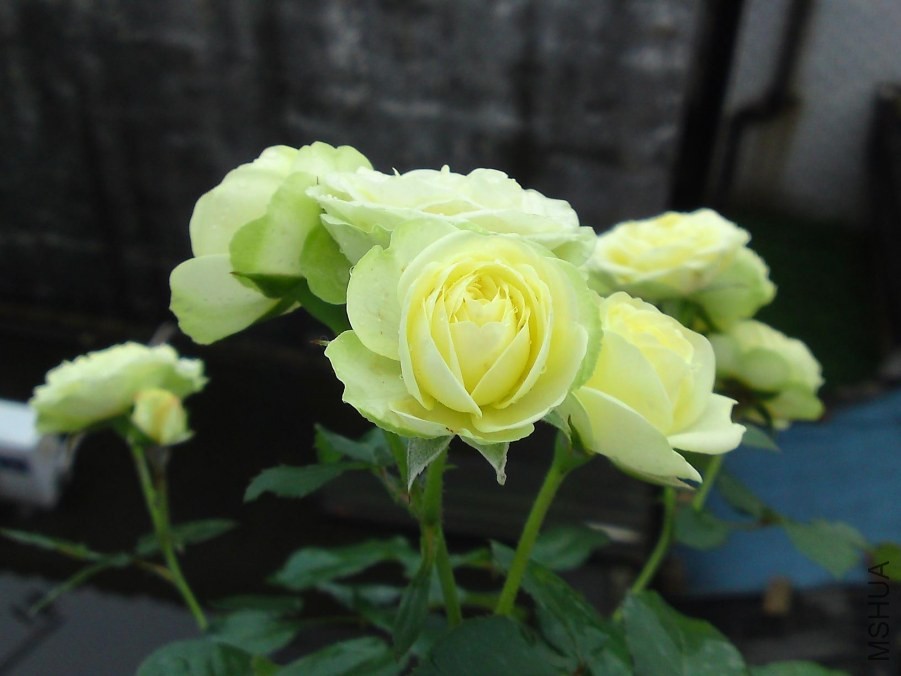 �ǳ��ڻ�����ɫҲ��Ư������ķǳ�ϲ��~