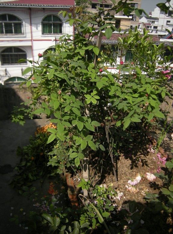 DSCN8742.JPG