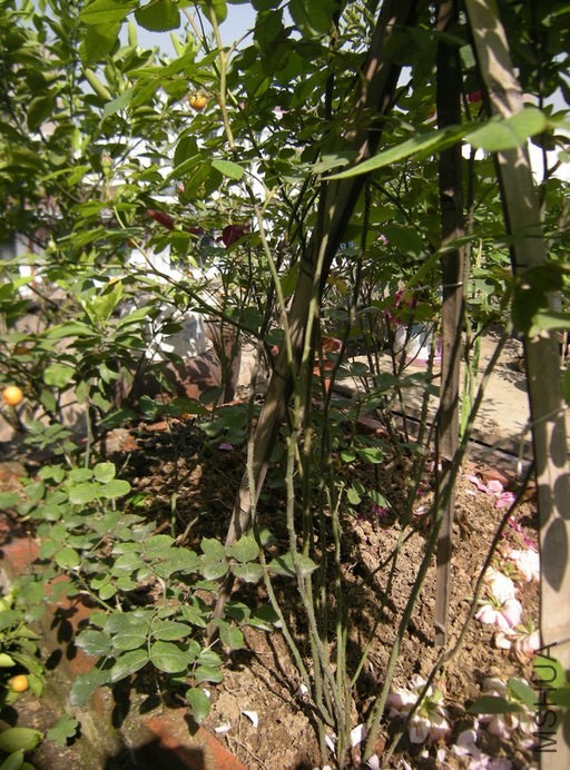 DSCN8746.JPG