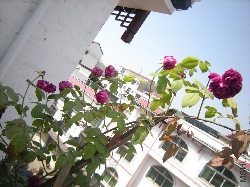 DSCN8745.JPG
