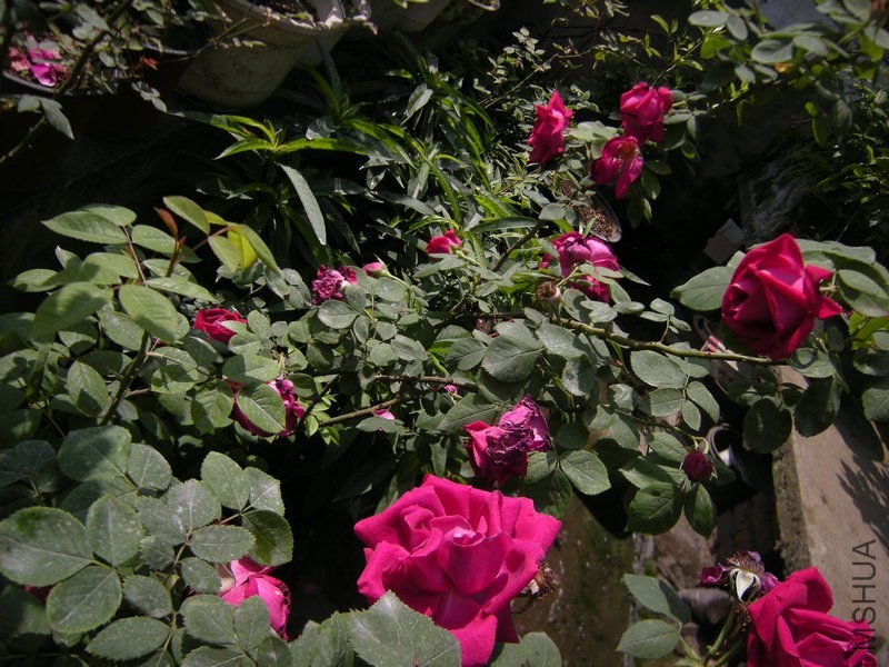 DSCN8748.JPG