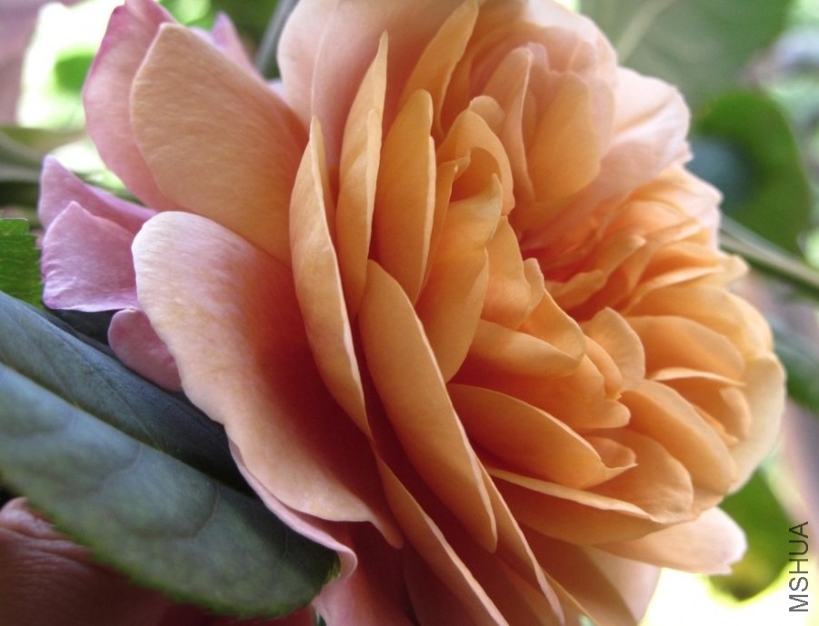 �������Ҳ����