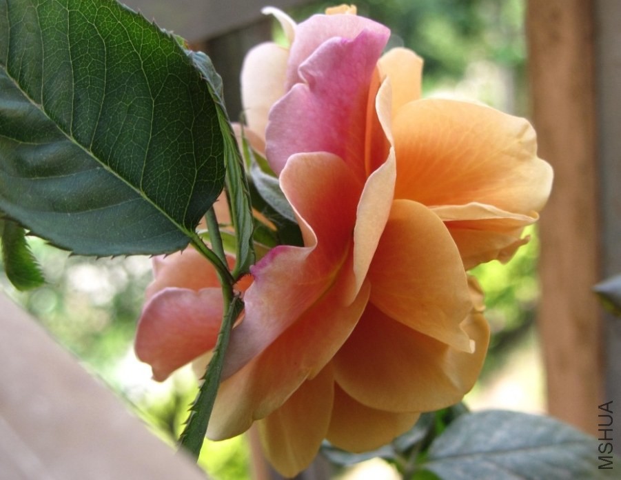 ��ϲ���������ɫ