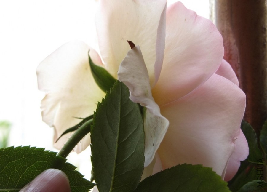 ������Ů