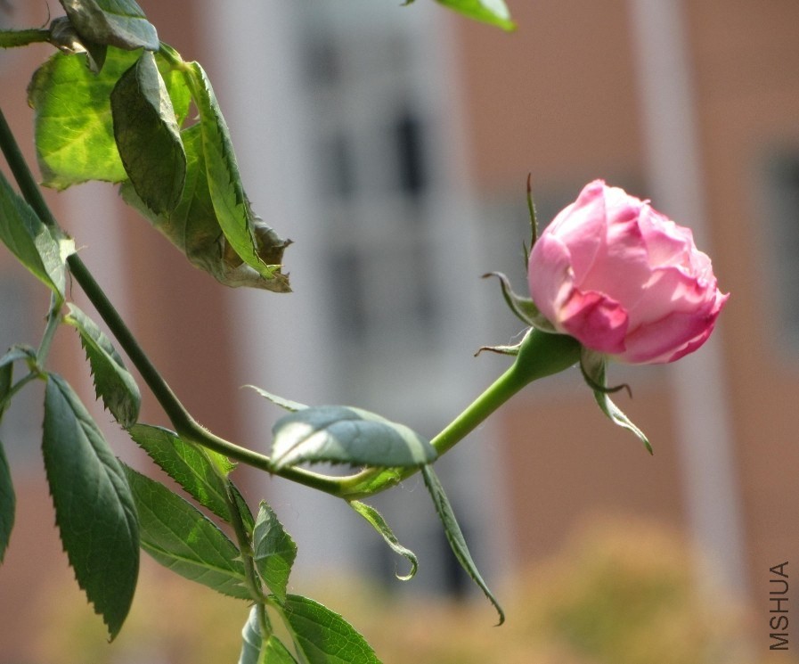 ��ҿ������������Ҷ�ӣ���ô�е㲻������