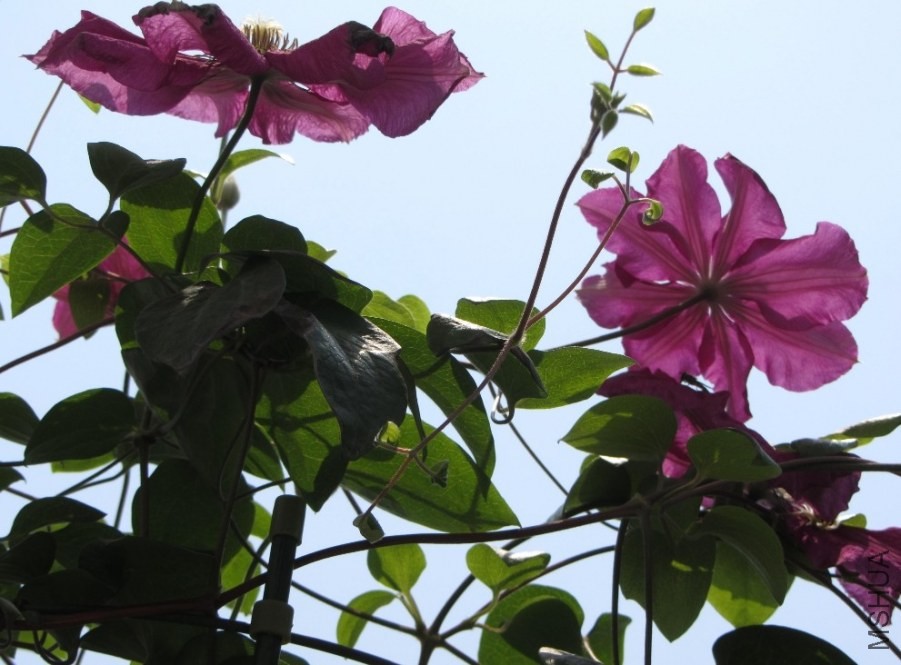 ���ǳ�����