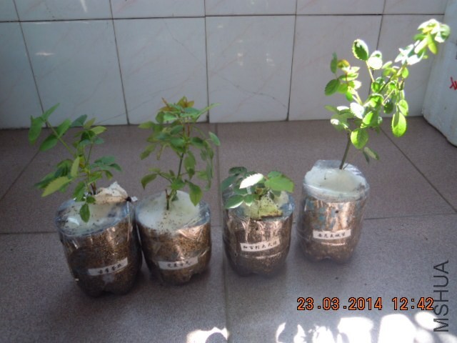 DSCN2426.JPG