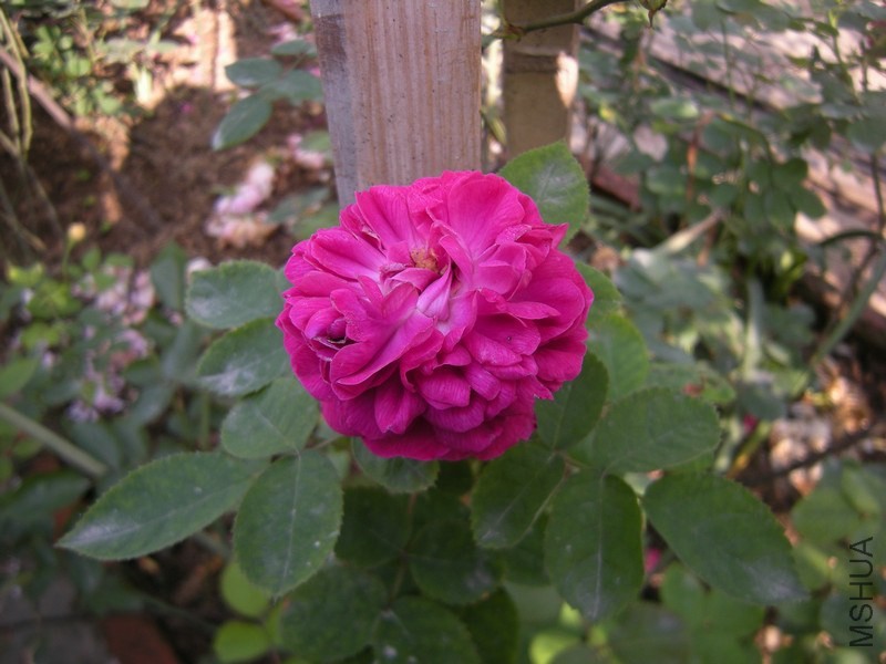 DSCN8711.JPG