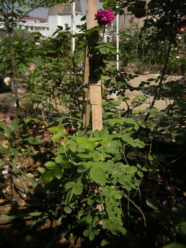 DSCN8743.JPG