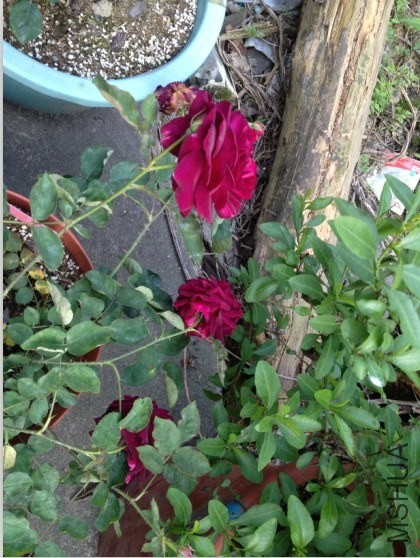 ��˹�����