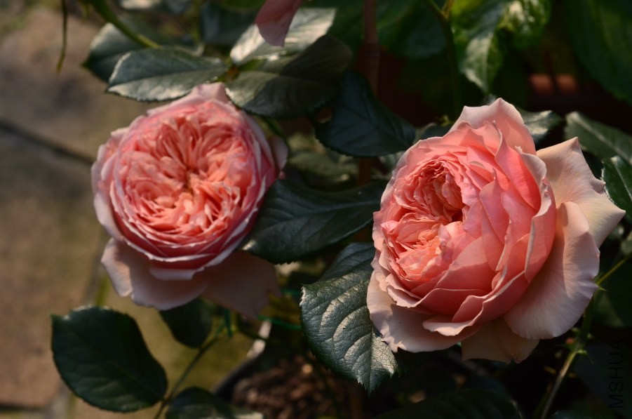 ��������20140501 009.JPG