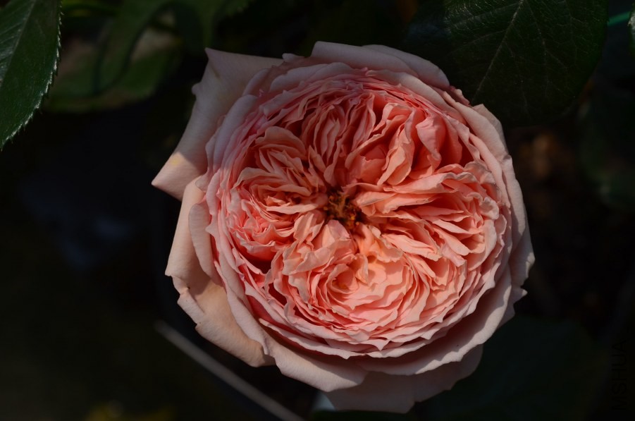 ��������20140501 003.JPG