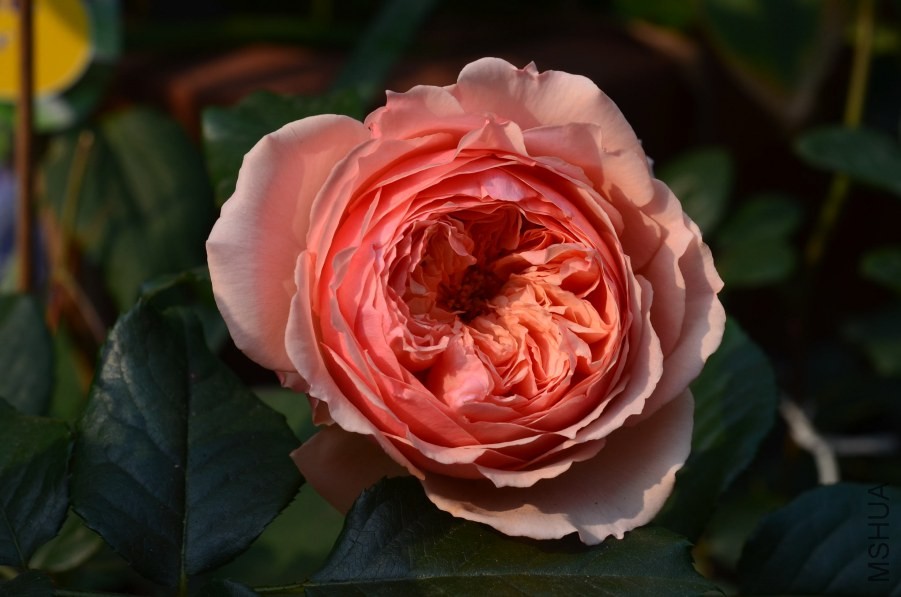 ��������20140501 005.JPG