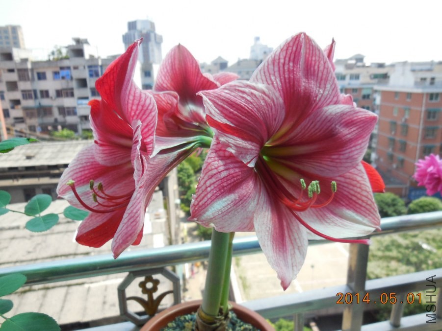 DSCN0439_meitu_2.jpg